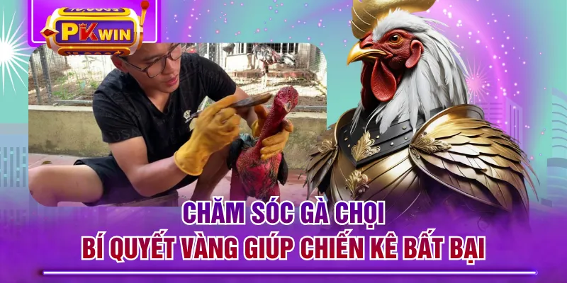 Chăm Sóc Gà Chọi - Bí Quyết Vàng Giúp Chiến Kê Bất Bại